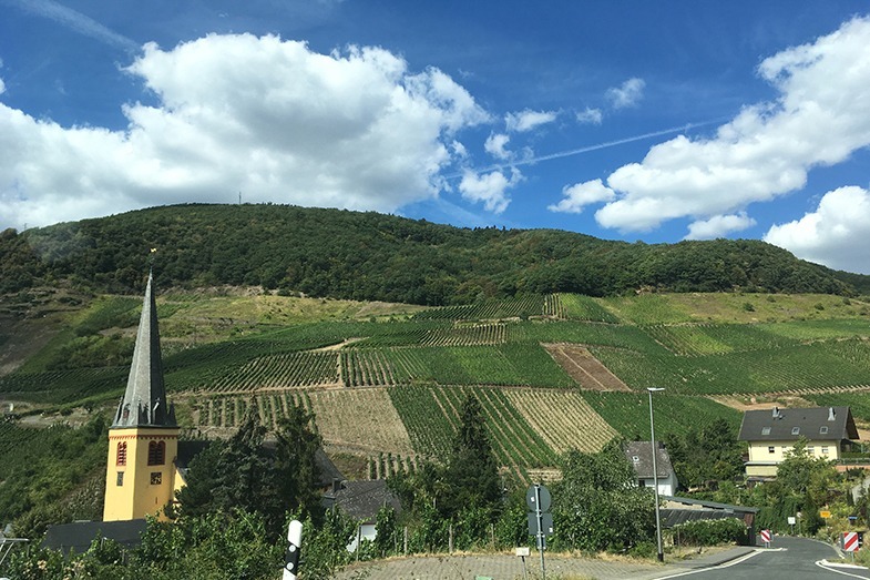 uitzicht op de druivenvelden in de moezel regio